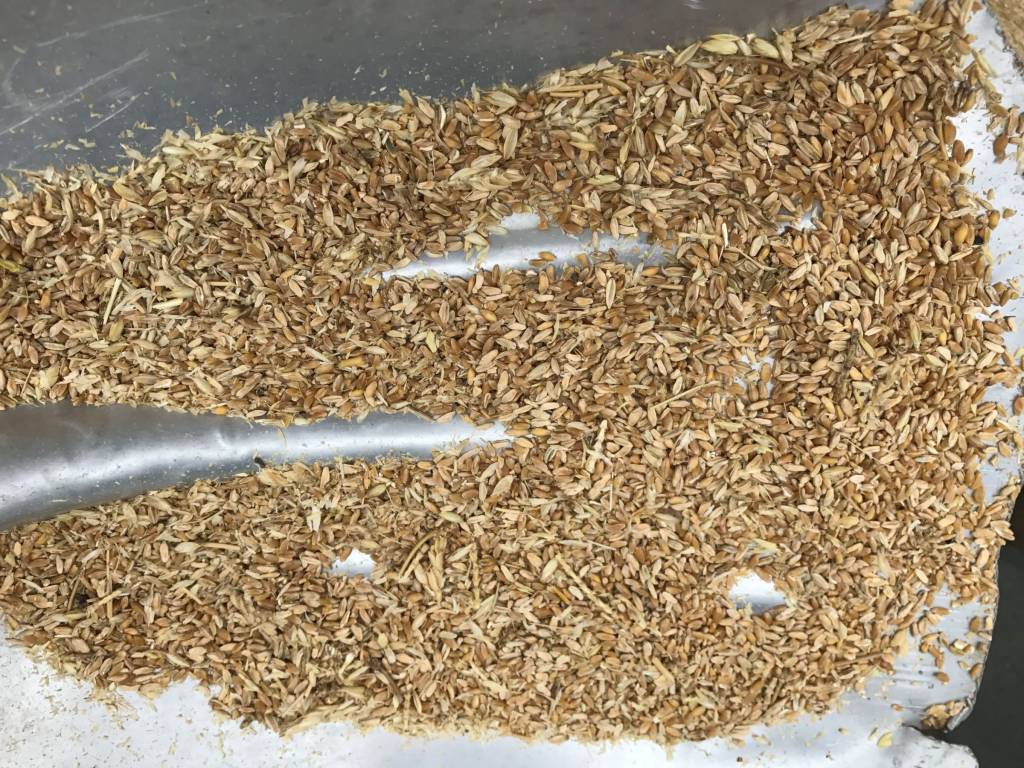 seed grain cleaning