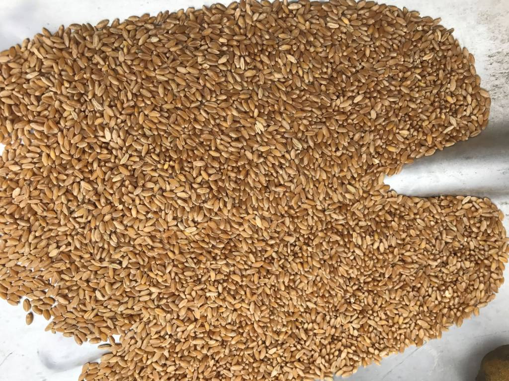 seed grain cleaning
